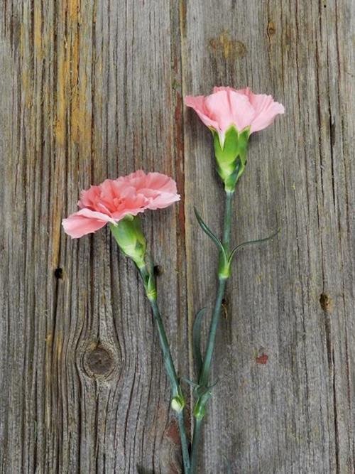 POMAROSA PINK CARNATION